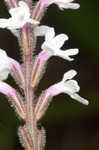 Carolina false vervain